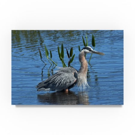 Robert Michaud 'Great Blue Heron In Water' Canvas Art,16x24